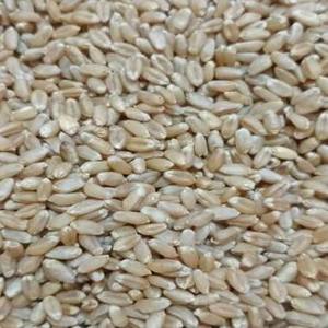 Blé en grains pas cher / Blé à moudre de type souple d'Ukraine, Grains de blé pour l'usage humain et animal à vendre - Product Image 1