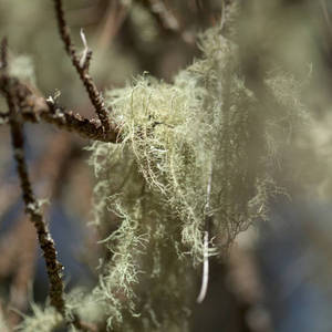 Usnea Herbal <b>Extract</b> Wild Resin - Product Image 3