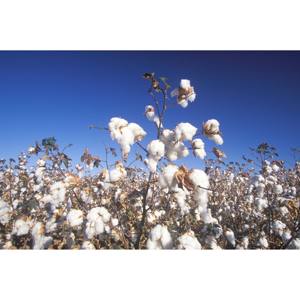 Mejor precio (Gossypium Barbadense)100% algodón crudo orgánico blanqueado ecológico entrega rápida al por mayor Stock relleno giratorio - Product Image 5