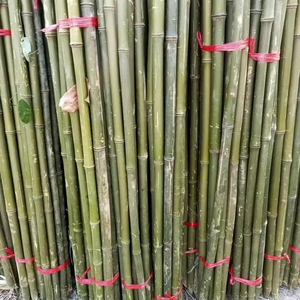 Poteaux de bambou brut séché écologique en gros pour meubles d'architecture de paysage naturel extérieur directement du Vietnam - Product Image 1