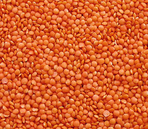 Lentejas Rojas divididas enteras orgánicas de alta calidad (Masoor Dal) exportador indio mejor precio de fábrica para nuevo cultivo a granel suministro al por mayor - Product Image 2