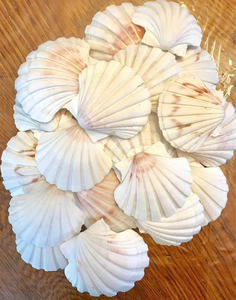 Coquilles Saint-Jacques naturelles décoratives, parfaites pour les restaurants, la décoration intérieure, les mariages et les projets artistiques - Product Image 6