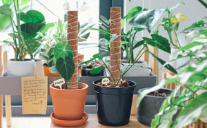 Postes de cultivo de cáscara de coco flexibles | Postes de fibra de coco | Poste de fibra de coco - Product Image 2