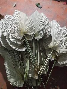 Vigifarm hoja de palma hecha a mano para decoración colgante de pared en bodas, eventos y fiestas - Product Image 6