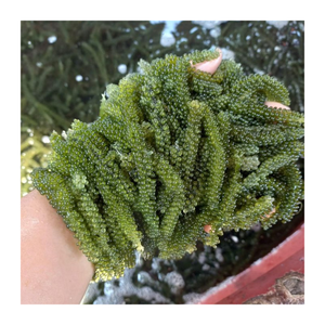 Uva de mar fresca y deshidratada de Vietnam: exportador a granel de uva de mar de primera calidad que ofrece excelentes ofertas - Product Image 5