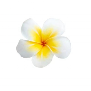 น้ำมันหอมระเหยธรรมชาติของ Frangipani Hydrosol น้ำมันหอมระเหยบริสุทธิ์เกรดพรีเมี่ยมผู้ผลิตขายส่งราคาซื้อจำนวนมาก - Product Image 4