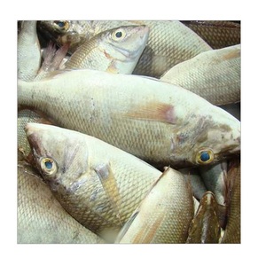 ปลาจักรพรรดิแช่แข็ง ปลาทั้งตัว ขายส่ง ผู้ส่งออก - Product Image 1