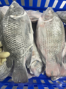 TILAPIA NOIR TOUT NATUREL CONGELÉ ÉTIQUETTE ENTIÈRE RICHE EN VITAMINES ET EN PROTÉINES POUR UNE RÉGIME SAINE ET UN BOOST DU SYSTÈME IMMUNITAIRE - Product Image 3