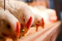 Engrais en poudre de farine de sang Terra Bio de haute qualité pour moutons chevaux porcs poulets bétail-exportation de l'Inde à bas prix