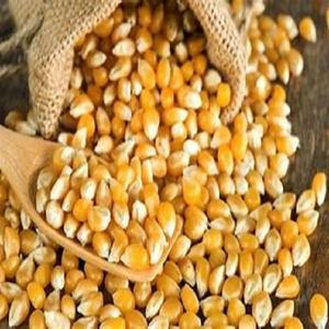 ข้าวโพดข้าวโพดข้าวโพดสีเหลืองที่ไม่ใช่จีเอ็มโอจากยุโรป - Product Image 4