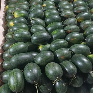 Sandía Fresca de Alta Calidad de Vietnam con Sabor Dulce y Jugoso - Product Image 4