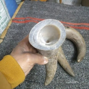 เขาดิบธรรมชาติควาย - Product Image 1