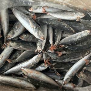 Poisson-sardine à ailerons courts entier congelé du Vietnam IQF BQF en vrac - Product Image 6