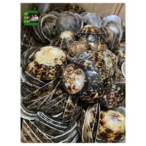 Conchas de Lapa pulidas ecológicas para manualidades hechas a mano Decoración del hogar del océano y exportación al por mayor de Vietnam - Product Image 2