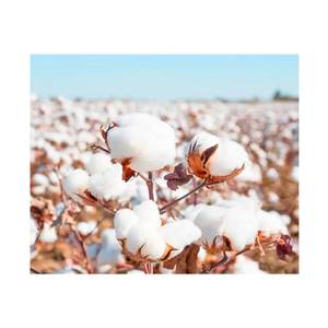 Fibre de coton brut biologique d'Inde sans OGM écologique et durable adaptée à l'industrie du vêtement et du tissu - Product Image 5