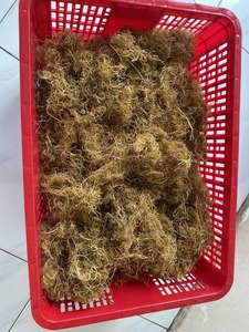 PRIX DE GROS ALGUES GRACILARIA SÉCHÉES DE HAUTE QUALITÉ à utiliser comme aliment pour les humains et diverses espèces de crustacés - Product Image 6