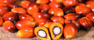 Palm <b>Nuts</b> Quality Palm <b>Nuts</b>, Palm <b>Kernel</b> - Product Image 2