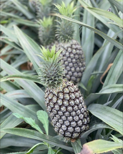 Ananas frais, source de haute qualité et réputée du Vietnam, grande quantité, prix bon marché de Bao Tram Anh Company - Product Image 1