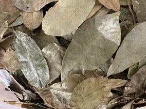Feuilles de corossol séchées Ingrédient naturel à base de plantes Graviola séchées au soleil et emballées pour le thé au Vietnam - Product Image 6