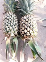Verse Ananas van Hoge Kwaliteit, Merk uit Vietnam
