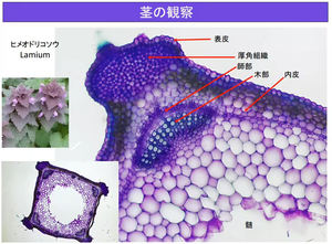 Microtome végétal MTH-1 à vente chaude, équipement de test de laboratoire, instrument automatique, préparation d'échantillons tissulaires, laboratoire - Product Image 2