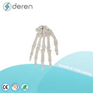 Modelo de Esqueleto de Mano Humana DRS1082 con Única y Radio, Tamaño Real Anatómico, PVC, para Enseñanza y Estudio Médico - Product Image 3