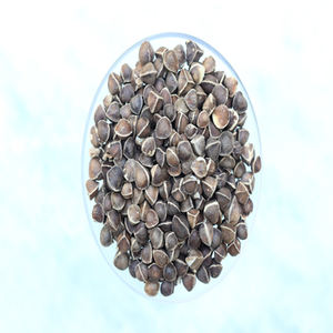 Extracto de semilla de Moringa de calidad superior con certificado ISO fabricado con semillas secas cultivadas en el medio silvestre - Product Image 1