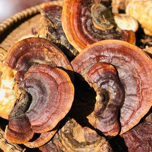 Hongo Lingzhi Seco (Ganoderma Lucidum) para Té de Hierbas y Procesamiento - Product Image 1