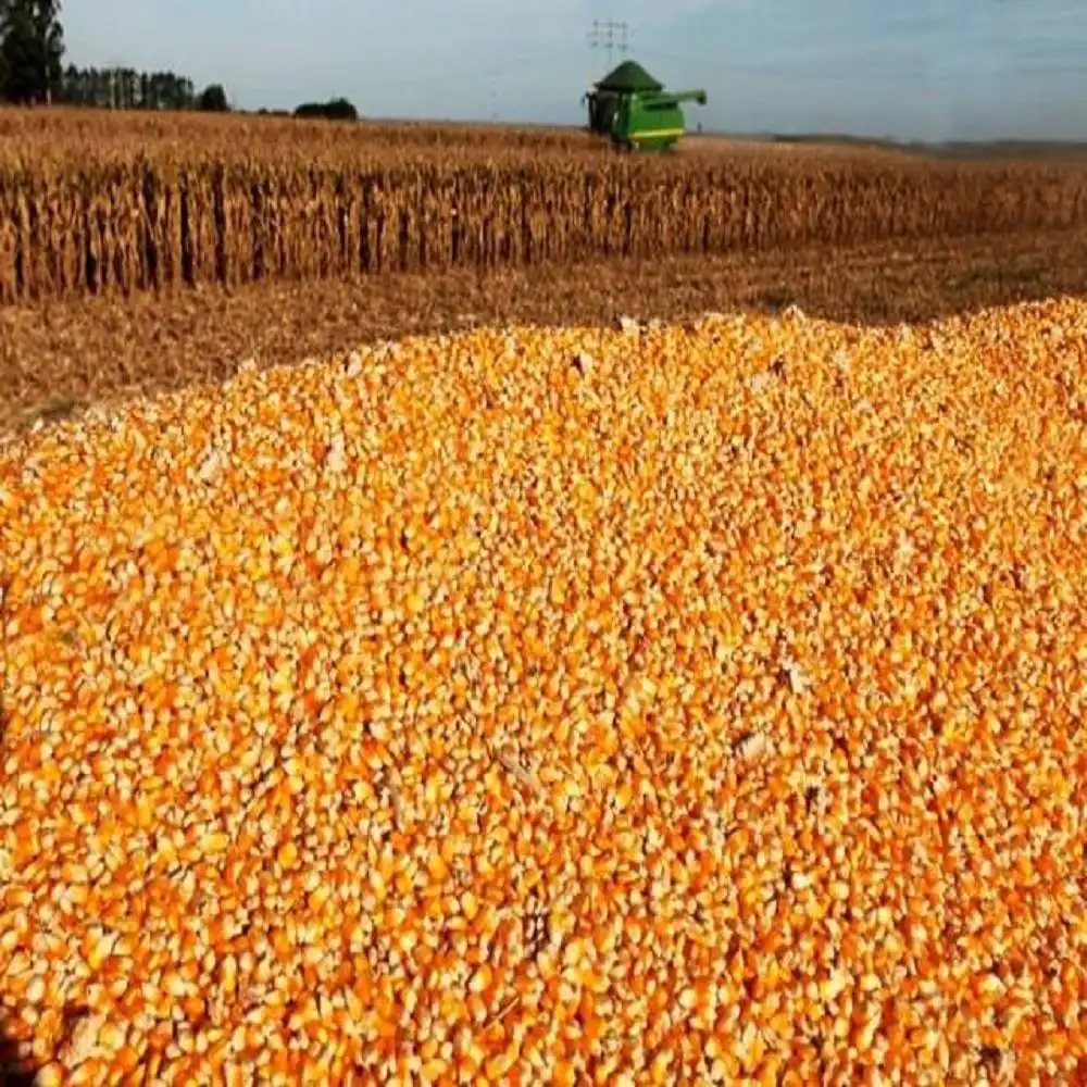 Nuovo raccolto di mais giallo Non ogm per il consumo di mangimi umani e animali