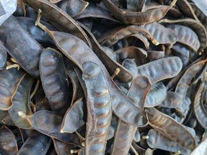 FRUTA NATURAL LANGOSTA NEGRA CALIDAD PREMIUM ORGÁNICA OFERTA CALIENTE AL POR MAYOR SUMINISTRO A GRANEL TOP VENTAS EXPORTACIÓN LISTO - Product Image 2