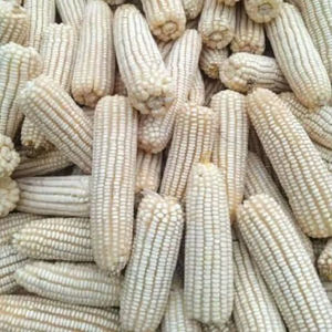 Maíz blanco de grado A, precio al por mayor, maíz blanco de alta calidad, proveedor de alimentación animal - Product Image 1