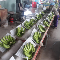 Vietnamse verse Cavendish bananen, geproduceerd met handgekozen fruit voor detailhandel, horeca en wereldwijde distributie.