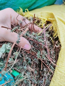 Thé Pouzolzia violet en gros, feuilles de thé authentiques d'origine vietnamienne, Mme May - Product Image 5