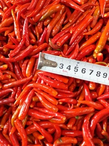Vietnam Légumes surgelés origine Piment rouge surgelé purée piments en gros Export 3-7cm - Product Image 2