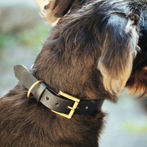 Collar clásico para perro, 30mm, bronceado - Product Image 1