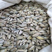 Coquillages de cauris naturels peints sur mesure, portables, de forme irrégulière, au charbon actif, design artistique ethnique, artisanat éthique