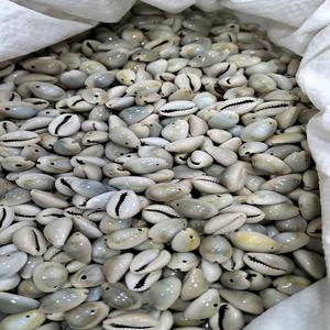 Coquillages de mer naturels faits sur mesure Trésors de l'océan d'origine éthique pour l'artisanat, la décoration et les bijoux - Product Image 1