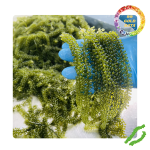 Uvas de mar naturales de Vietnam | Superalimento marino perfecto para ensaladas, sushi y aperitivos saludables - Product Image 5