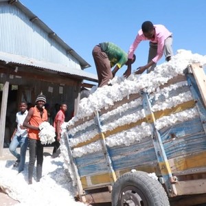 Extra Long Staple (ELS) <b>Raw</b> <b>Cotton</b> for Spinning Use - Product Image 3