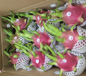 Fruit du dragon frais naturel de qualité d'exportation du Vietnam pour la fabrication de jus et l'approvisionnement en ingrédients alimentaires en vrac - Product Image 3