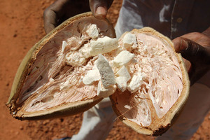 Resina de Extracto Herbal de Adansonia Digitata, Cosechada en Estado Silvestre, con Fibra Dietética y Antioxidantes - Product Image 3