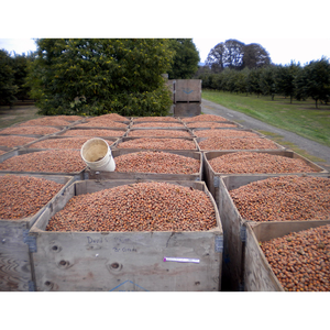 Venta caliente de nueces de avellana saladas tostadas al por mayor nueces de avellana con sabor salado - Product Image 2