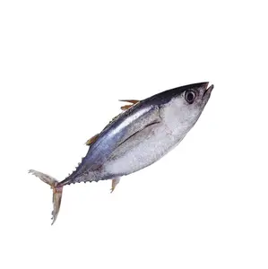 Preço de atacado de atum de aleta amarela fresco congelado em estoque a granel disponível para venda