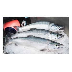 Saumon Sockeye Congelé – Produit de la Mer Congelé pour les Marchés Internationaux - Product Image 2