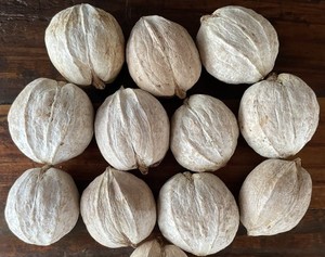 Prix de gros des noix de hickory de Chine, noix de hickory séchées, en-cas, noix de hickory brutes à vendre - Product Image 4