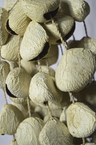 Sonajero de vaina de semilla BURAHOL KLUWAK hecho a mano/agitador ecológico Natural-soporte de instrumento de cuerda hierro + Material ABS hecho en Indonesia - Product Image 4