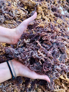 Algues marines séchées, grillées et traitées par procédé AD, emballage en sachet avec vérification - Product Image 4