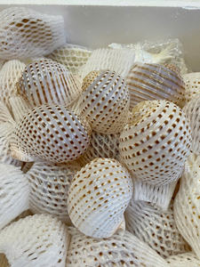 Seashell Natural Tabletop Accent <b>Ornament</b> Created from Polished Marine Shells Ethically Sourced Vietnam - Caryln 0084935825297 - Product Image 5