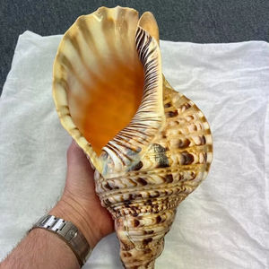 Trompeta de Concha Natural de Vietnam para Ceremonias Rituales y Actuaciones Musicales Tradicionales con Acabado Pulido a Mano - Product Image 1