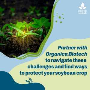 Rehausseur de fertilité du sol pour le soja - Product Image 6